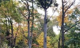 Rừng thay màu lá