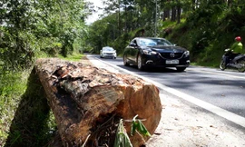 Cây thông cổ thụ rỗng ruột vừa bị cưa hạ