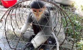 Cơ quan chức năng thu giữ 2 cá thể chà vá chân đen 