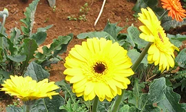 Hoa đồng tiền màu vàng được ưa chuộng nhất