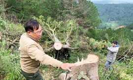 Hiện trường vụ phá rừng gần trung tâm TP.Đà Lạt