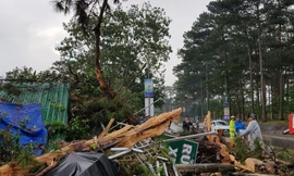 hiện trường cây thông bị ngã đổ