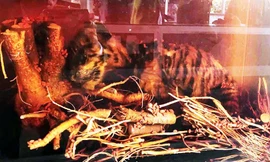 Xác con hổ trong bể ngâm rượu