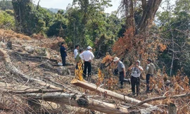 Hiện trường vụ phá rừng tại tiểu khu 158B