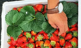 Công an Đà Lạt làm việc với chủ hàng