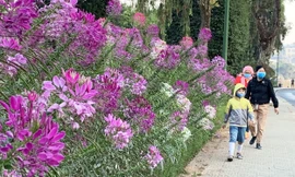 Du khách đeo khẩu trang tham quan vườn hoa