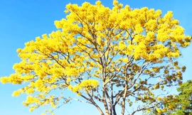 Phượng nở vàng rực ở Lâm Đồng.