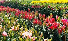 đa dạng các sắc màu Roselily