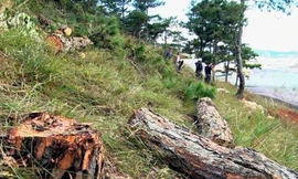 Rừng phòng hộ bị triệt hạ