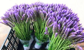 Đà Lạt đã trồng được Lavender để bán vào dịp Tết sắp tới