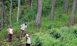 Rừng thông bị lấn chiếm, chặt hạ dần để trồng cà phê.