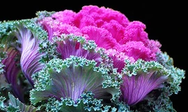 Hoa bắp cải Đà Lạt