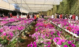 Một điểm du lịch canh nông ở Đà Lạt