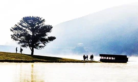 Nhiều du khách tham quan cây thông cô đơn