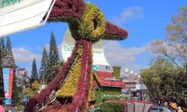 Một khoảng trống nham nhở trên lưng chim sau khi bị lấy trộm hoa