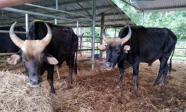 Bò tót lai trưởng thành thường nặng từ 600-800 kg, nay gầy trơ xương.