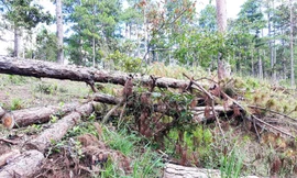 Rừng thuộc dự án "Sân golf và khu nghỉ dưỡng Đà Lạt" bị tàn phá.