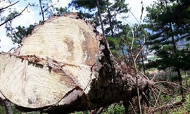 Hiện trường vụ phá rừng