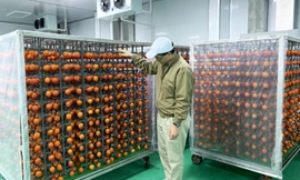Chuyên gia Nhật chuyển giao công nghệ làm hồng sấy treo