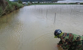 nước lũ nhấn chìm nhiều vườn rau