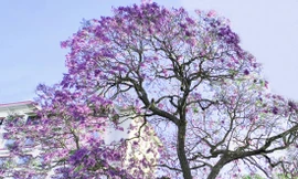 Cây phượng cổ nhất Đà Lạt bung hoa rực rỡ