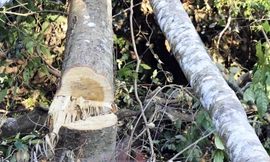 Cây rừng nguyên sinh bị cưa hạ