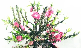 Đào mini Trung Quốc 