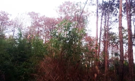 Cả cánh rừng bị vàng úa, chết đứng