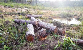 Cả cánh rừng thông bị cưa sạch