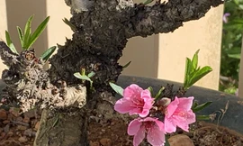 Đào thất thốn đặc hữu Đà Lạt