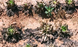 rau xà lách bị nhiễm vi rút chết hàng loạt