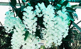 giò lan "khủng" được trao giải đặc biệt