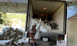 Lượng xe đông lạnh đến Hiệp An mua hoa giảm mạnh