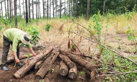 Kiểm lâm đo đếm trữ lượng thông bị thiệt hại