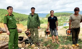 3 đối tượng cưa hạ thông bị bắt quả tang cùng cưa máy tang vật