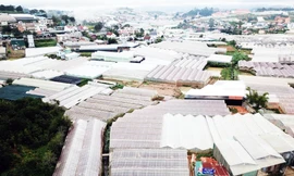 Lấp hồ để làm nhà kính