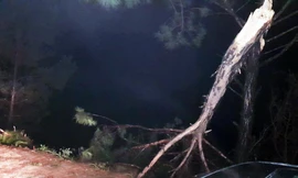 Phát hiện cây thông bị gãy ngang thân ven hồ Suối Vàng