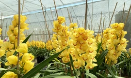 Hoa nở vàng rực, nhà vườn thất thu