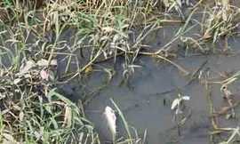 Vớt cá chết trên sông Sêrêpôk đem bán