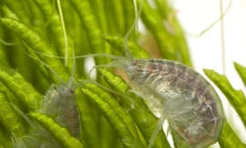 Tìm thấy ma túy, thuốc trừ sâu trong tôm