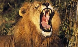 Săn trộm tê giác, bị voi giết chết, sư tử ăn thịt