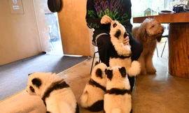 Gấu trúc "giả cầy". Ảnh: VCG.