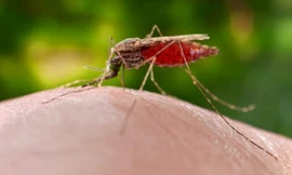 Đức quốc xã có kế hoạch thả muỗi Anopheles từ máy bay. Ảnh: CDC.