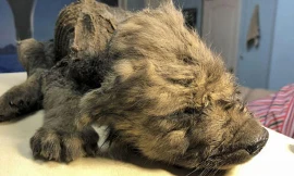 Xác chó con gần như nguyên vẹn sau 18.000 năm nằm trong băng hà vĩnh cửu. Ảnh: AP.