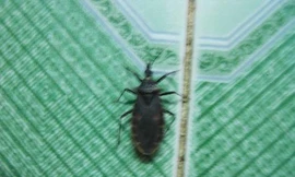 Lại bắt được bọ xít hút máu người