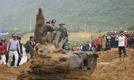  Khúc gỗ sưa được trục vớt ở Quảng Bình đã nhiều phần mục nát 