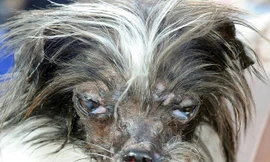 Vẻ ngoài đáng sợ của Peanut. Ảnh: AFP 