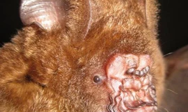 Phát hiện nhiều loài sinh vật quý hiếm, kỳ lạ tại Việt Nam