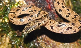  Phát hiện loài rắn sói mới gần biên giới Việt Nam