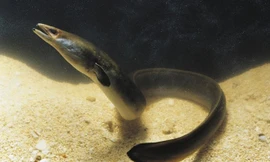  Ảnh minh họa: Getty